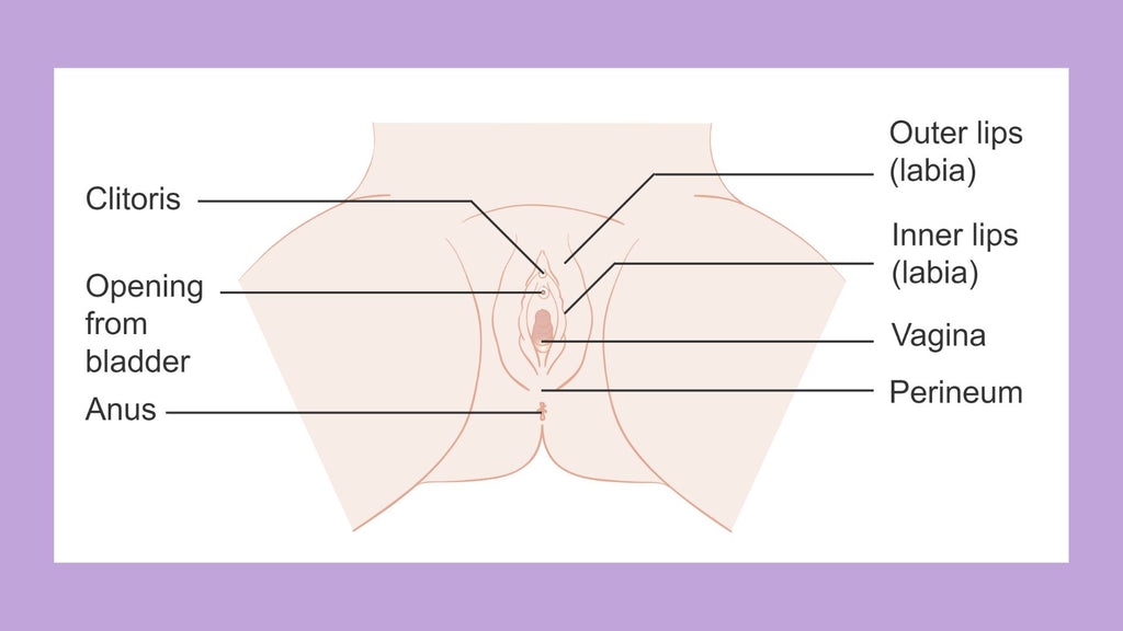 What is the Perineum?