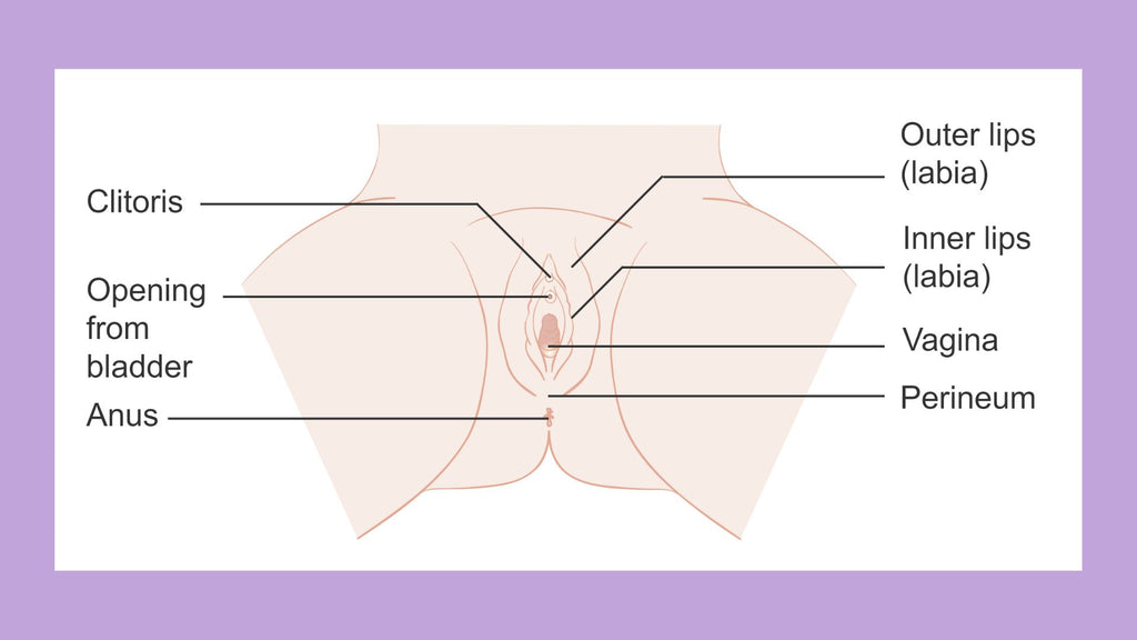 What is the Perineum?